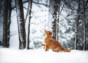 View of dog on snow covered land
