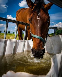 Close-up of horse drinking water in ranch