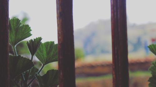 Close-up of plant against window