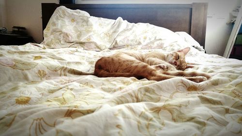 Side view of cat sleeping in bed