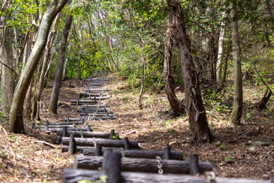 Empty footpath amidst trees in forest