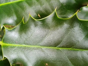 Close-up of green leaves