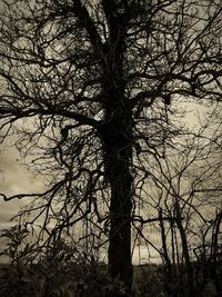 Low angle view of bare trees in forest