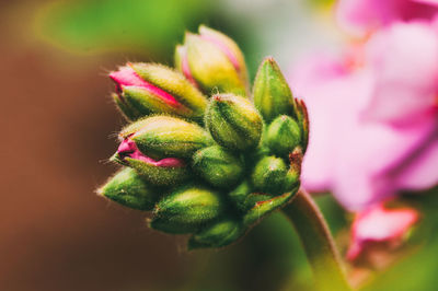 bud