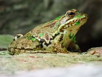 Close-up of lizard