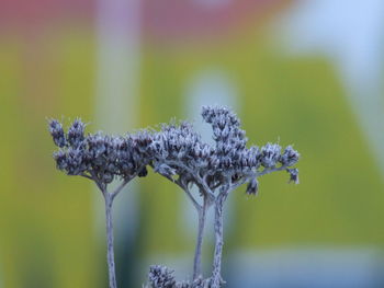 Close-up of bug on plant against blurred background