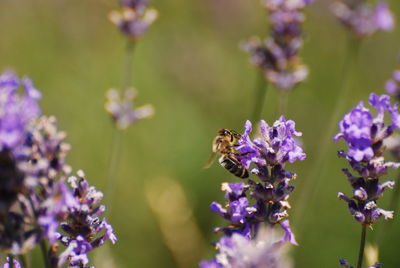 Close-up of bee pollinating on purple flowering plant