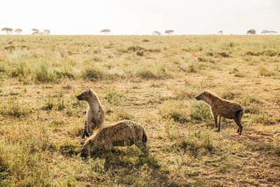 Cheetah on field