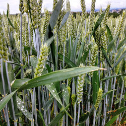 Close-up of fresh green plants in field