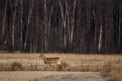 Deer walking in forest