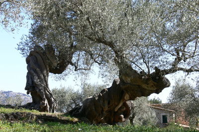 View of trees on landscape
