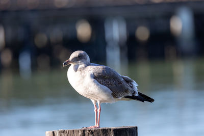 Seagull perched