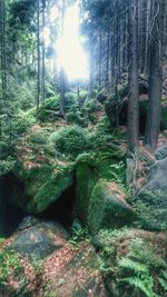 Trees growing in forest