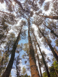 Low angle view of trees against sky