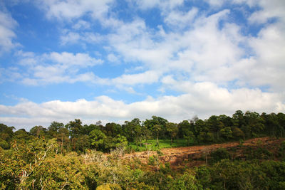 Trees on field against sky