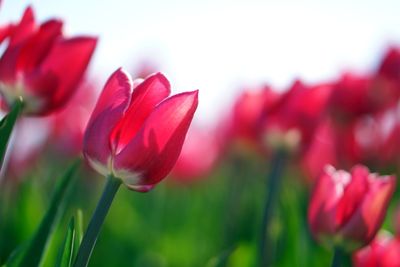 Close-up of red tulip flower on field