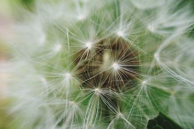 Close-up of dandelion on plant