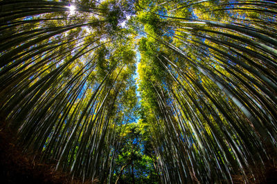 Low angle view of bamboo trees in forest