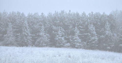 Close-up of trees against sky during winter