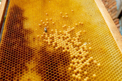 Full frame shot of bees