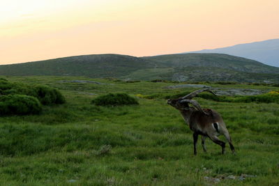 Horses in a field