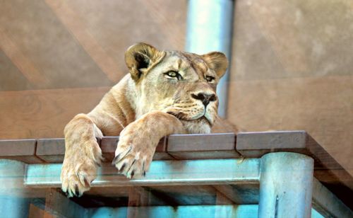 Cat lying in a zoo