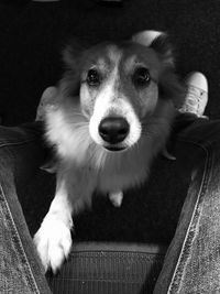 Close-up portrait of dog sitting at home