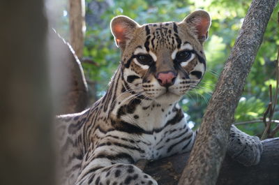 Close-up portrait of margay resting on tree at forest