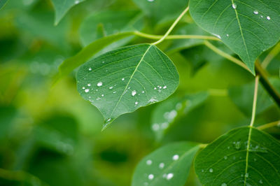 Close-up of water drops on leaves