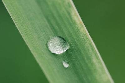 Close-up of wet leaf