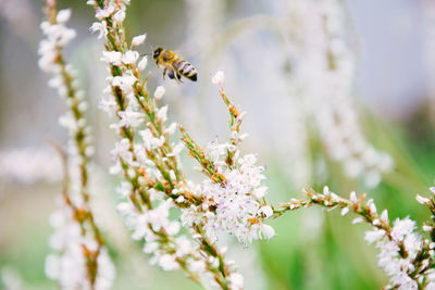 Close-up of honey bee on flower