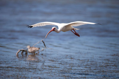 American white ibis eudocimus albus bird flies in and lands in a pond at tigertail beach