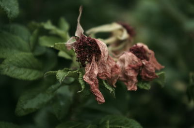 Close-up of wilted flower