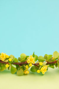 Close-up of yellow flowering plant against white background