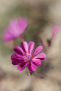 Close-up of pink flowers