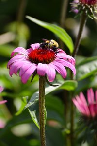 Close-up of bumble bee pollinating on eastern purple coneflower