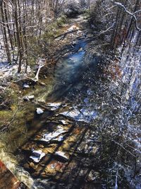 Aerial view of trees in forest