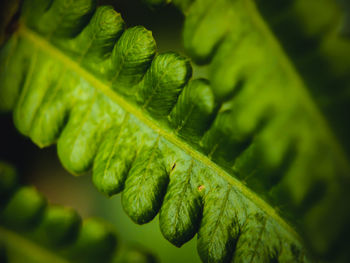 Close-up of fresh green leaves