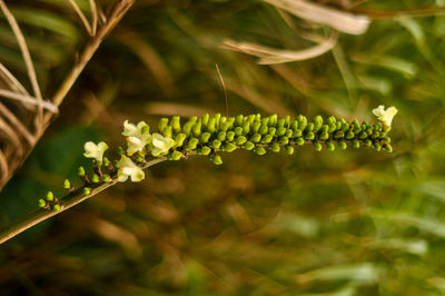 Close-up of plants