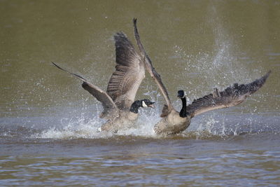 Canada geese flapping wings in river