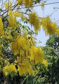 Low angle view of yellow trees in forest against sky