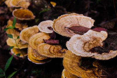 Close-up of mushrooms growing on tree