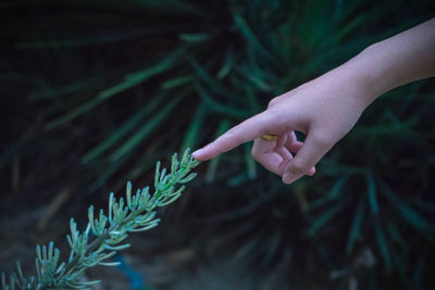 Close-up of woman hand touching plant