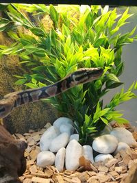 Close-up of lizard on pebbles