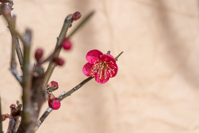 Flower of plum blossom tree bonsai