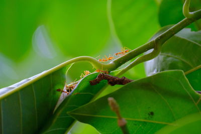 Close-up of insect on plant