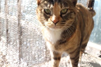 Close-up portrait of cat