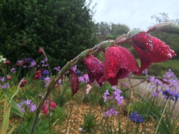 Close-up of red flowers blooming against trees