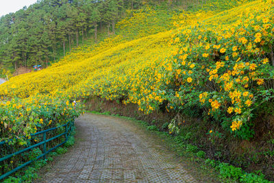 Dirt road amidst field