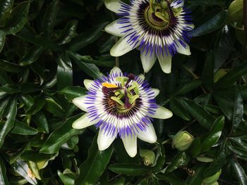 High angle view of passion flower blooming outdoors